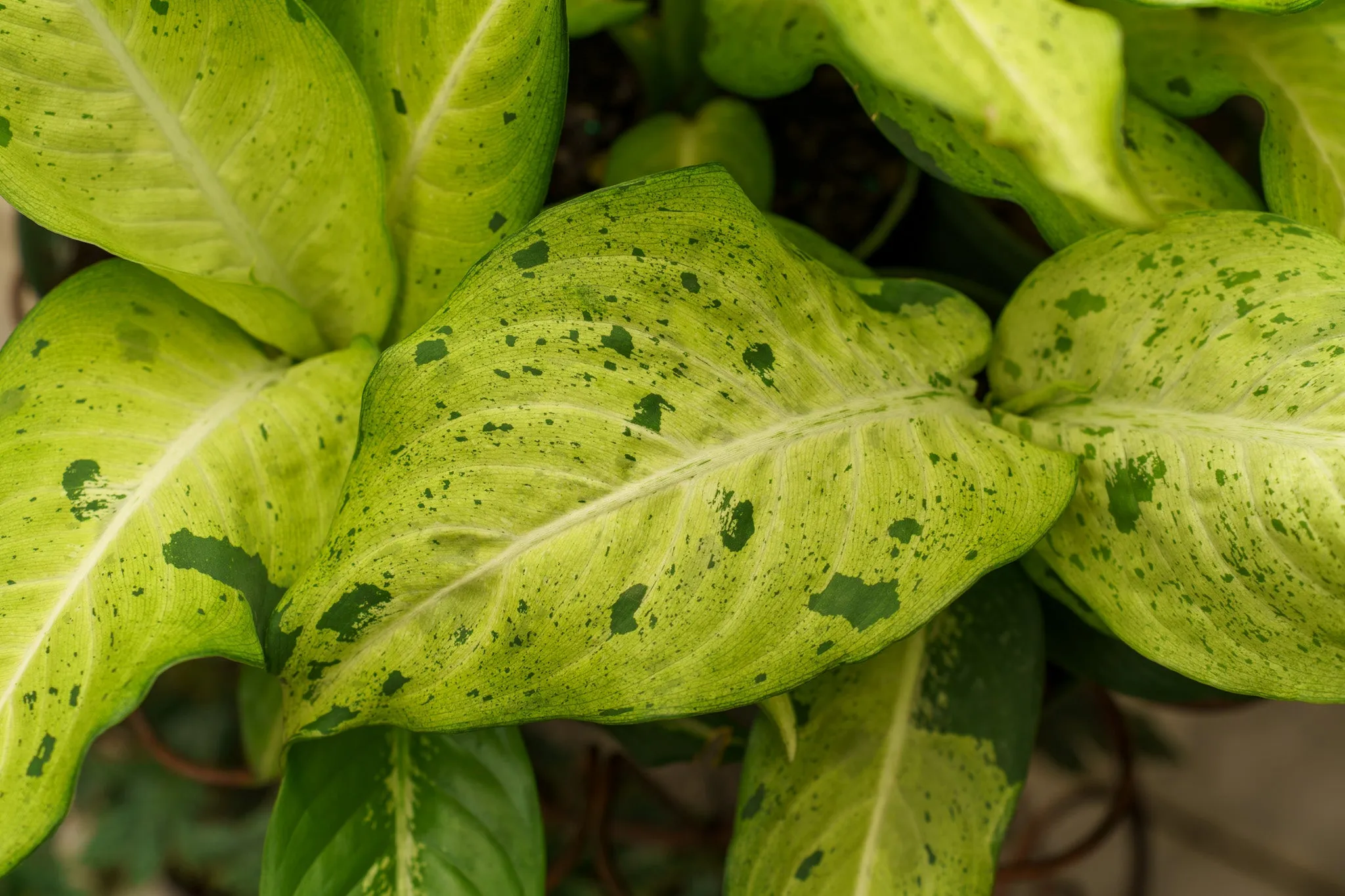 Camouflage Dieffenbachia