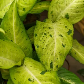 Camouflage Dieffenbachia