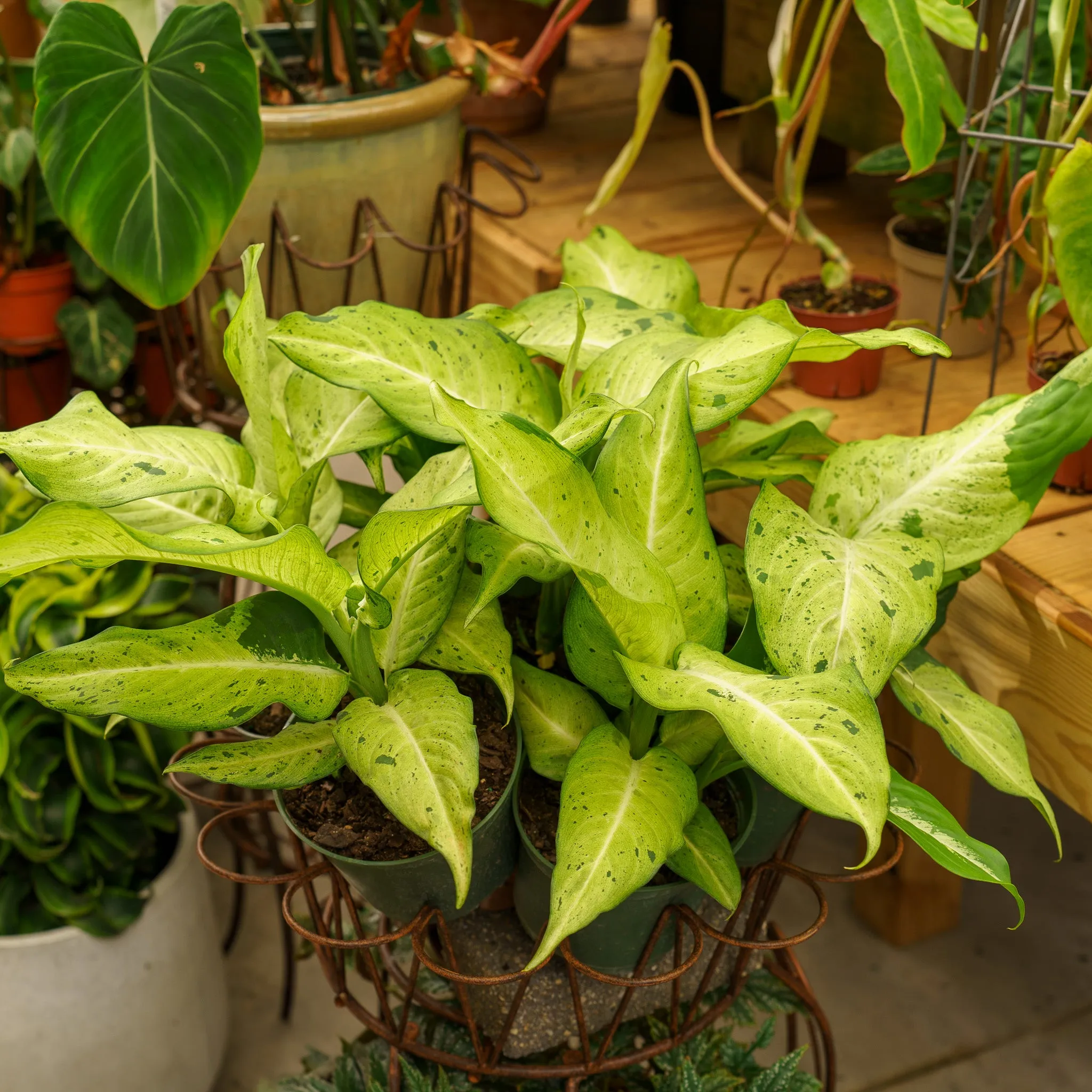 Camouflage Dieffenbachia