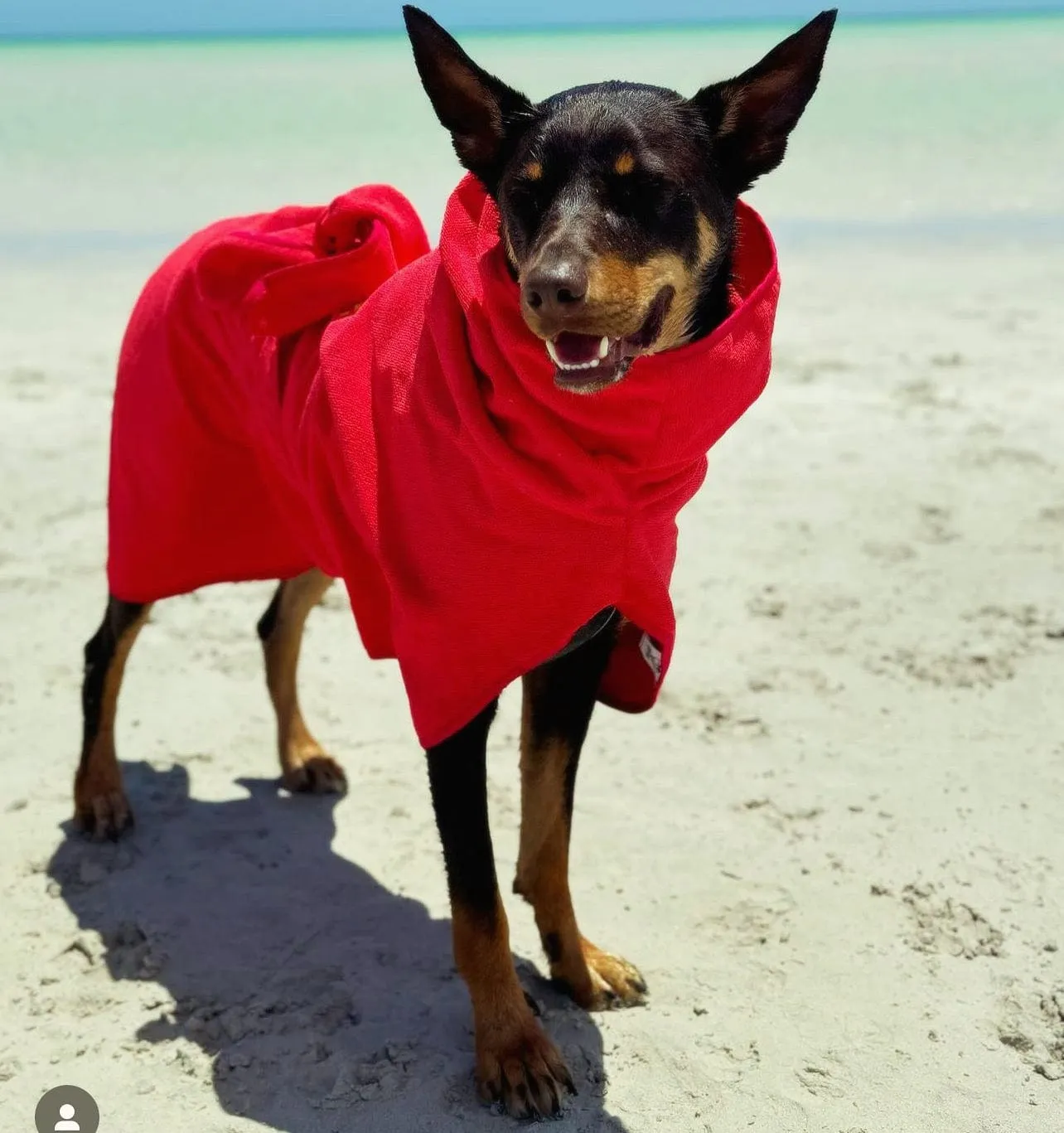 Dog Drying Coats