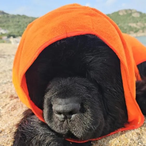 Dog Drying Coats