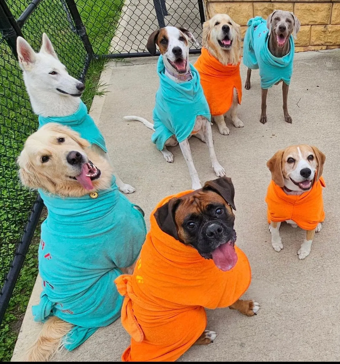 Dog Drying Coats