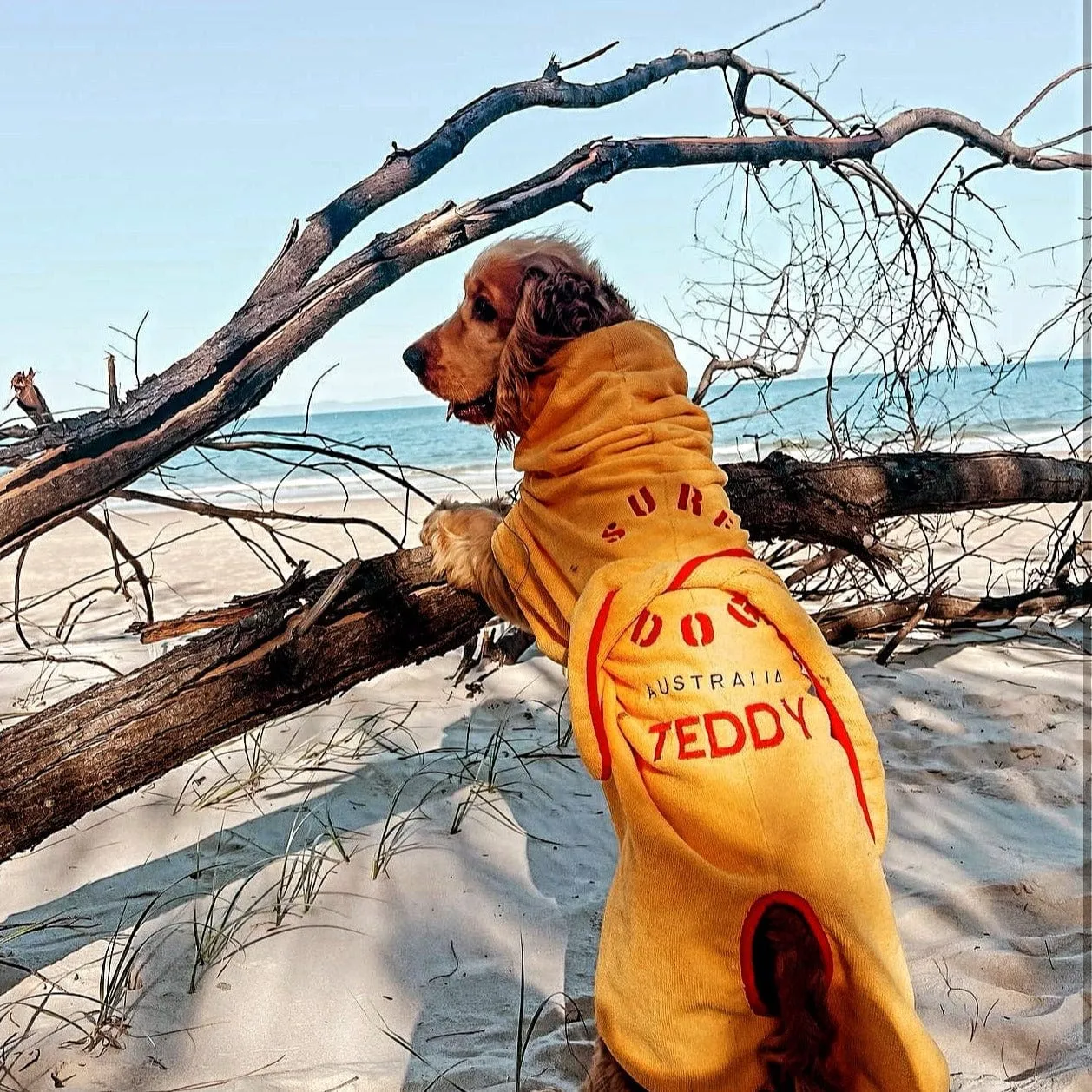 Dog Drying Coats